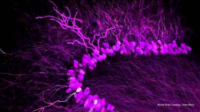 A Journey Through the Brain